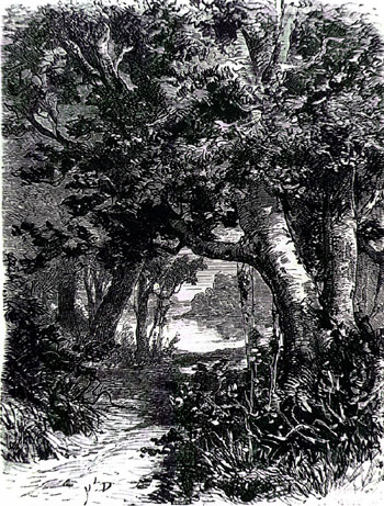 Sous-bois à Brezal Sous-bois à Brezal
