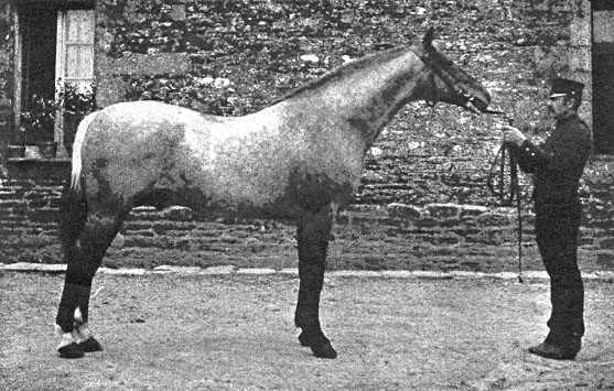 Corlay, trotteur norfolk