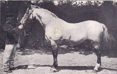 Atao, trotteur breton