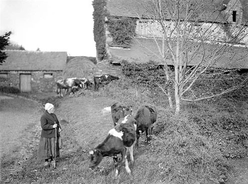 Moulin de Brezal - Georges Louis Arlaud - vers 1925 moulin de Brezal - vaches