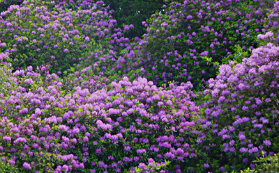 Rhododendrons à Brezal