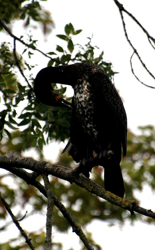 Un cormoran à la passerelle de La Pie