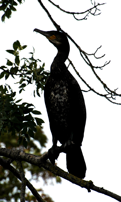 Un cormoran à la passerelle de La Pie