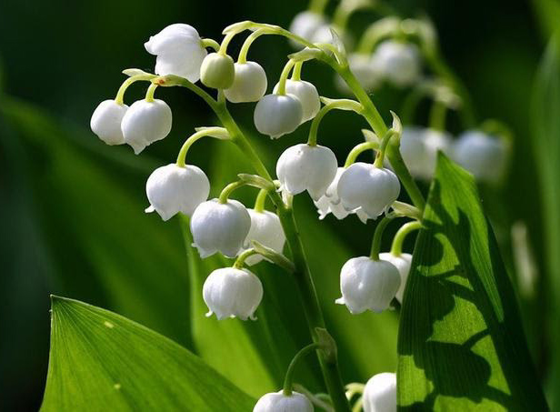 Muguet
