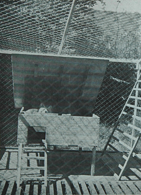 Cage de raton laveur