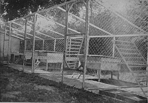Cage de raton laveur
