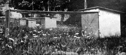 Cage pour skungs