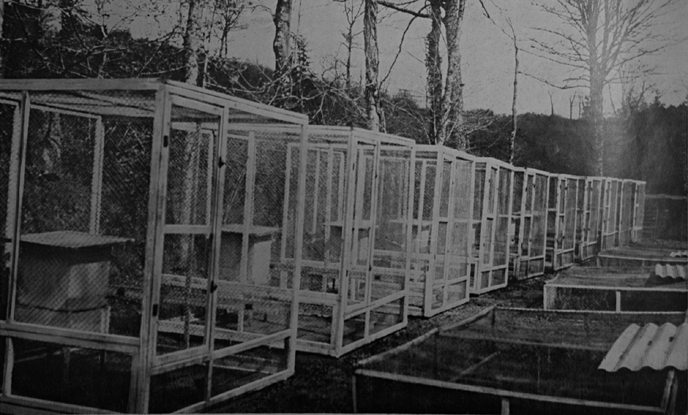 Cages de martres