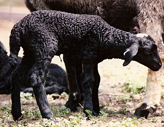 Agneau Astrakan Boukhara Karakul