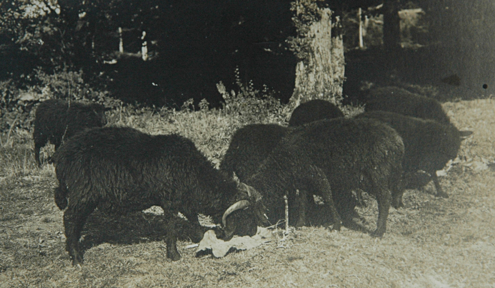 Moutons Astrakan