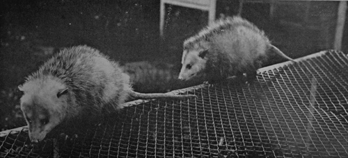 Couple d'opossums
