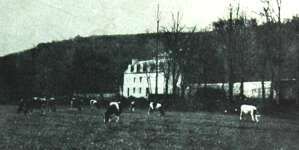 Vaches bretonnes pies noires dans nos pâturages