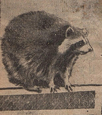 Raton laveur, marmotte du Canada