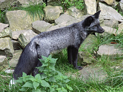 Renard argenté