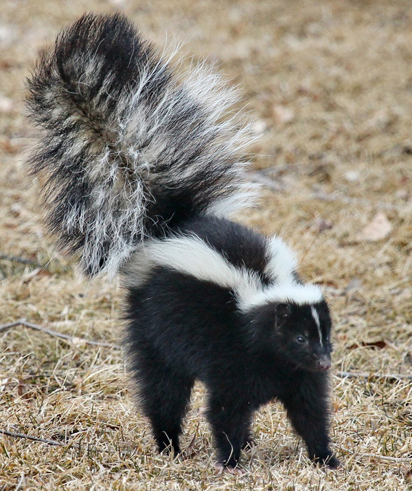 Skungs