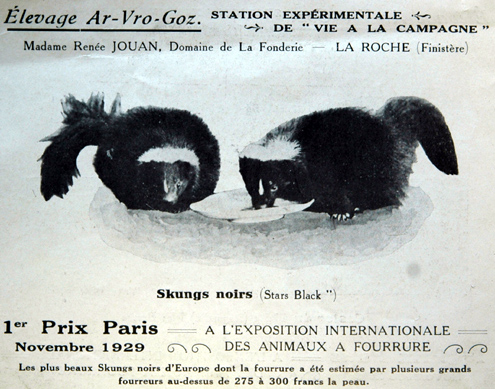 Skungs