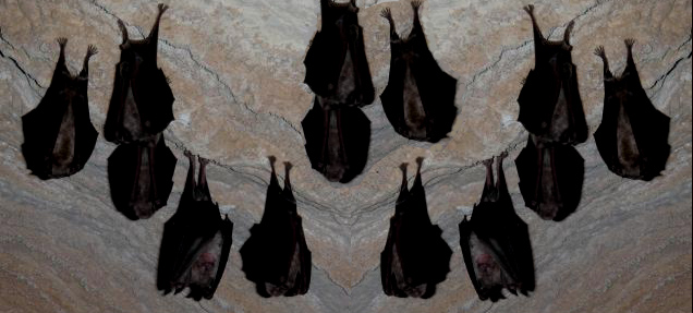 Chauves-souris