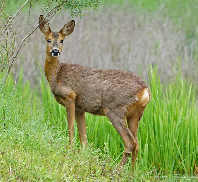 Chevrette ou biche = femelle du cerf