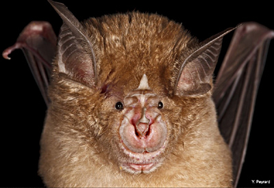 Grand Rhinolophe