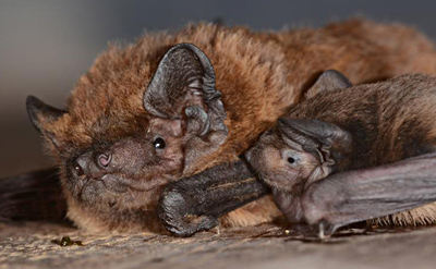 Noctule de Leisler et son petit