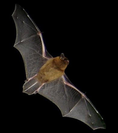 Pipistrelle commune