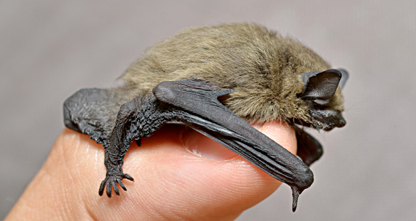 Pipistrelle commune
