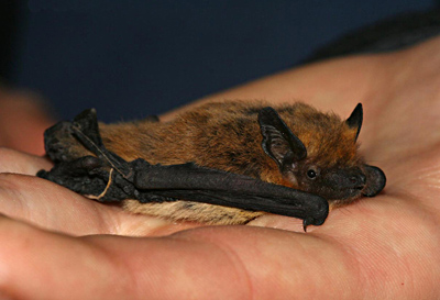 Pipistrelle de Kulh