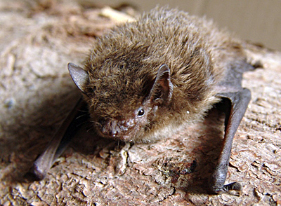 Pipistrelle de Nathusius