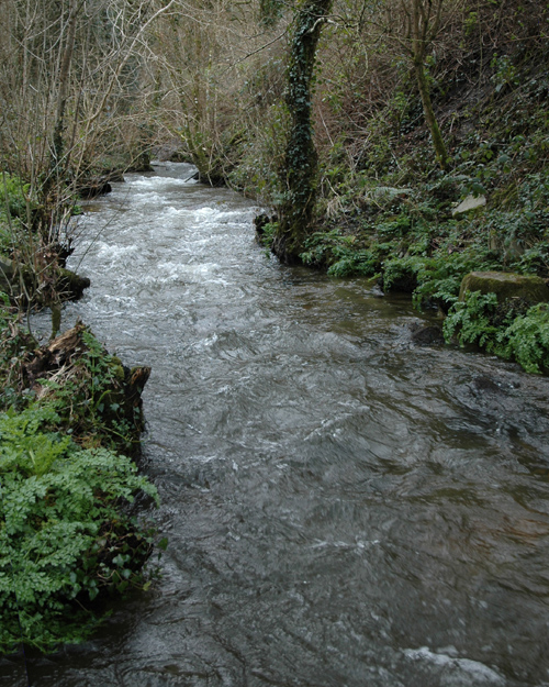La rivière juste en amont du moulin - Photo A. Croguennec - 25/2/2016